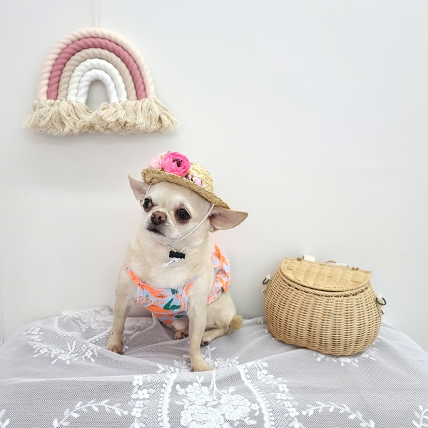 강아지 고양이 밀짚모자 꽃모자