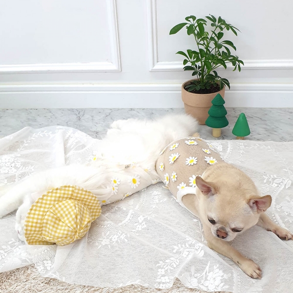 강아지 꽃향기 뷔스티에
