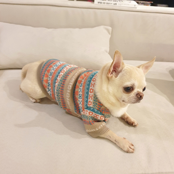 강아지 노르딕쟈가드 가디건