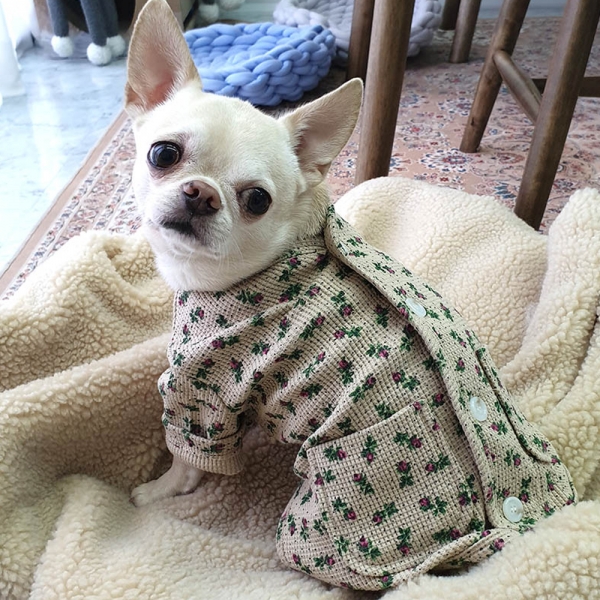 강아지가디건 꼬마 주머니 자켓