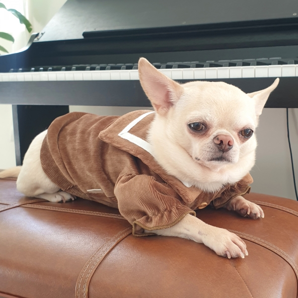 강아지 겨울옷 골덴세라티