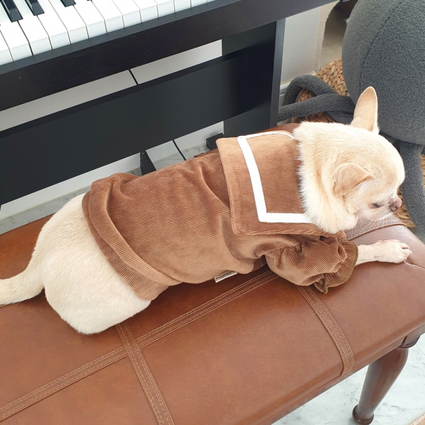 강아지 겨울옷 골덴세라티 2XL