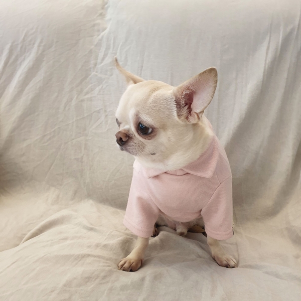 강아지 파스텔 카라티셔츠